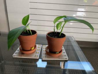 Cute houseplants 1