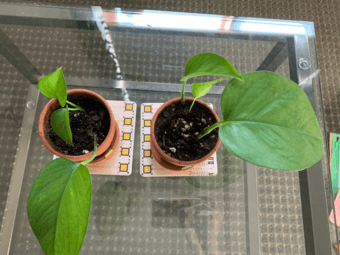 Cute houseplants 2