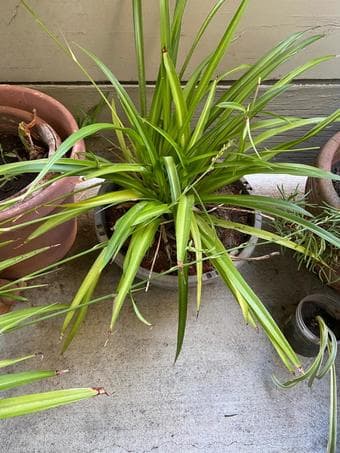 Household plants for beginners / plant lovers 1