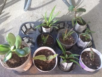 Household plants for beginners / plant lovers 3