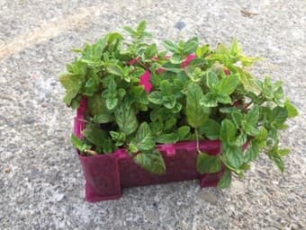 plants of the mint 2