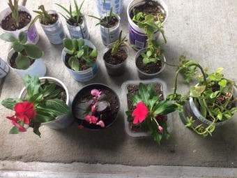 Flowering Houseplants/Succulents/Cuttings 1
