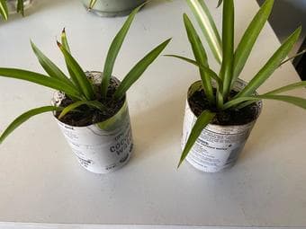Flowering Houseplants/Succulents/Cuttings 3