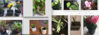Houseplants/succulents/garden blooms 1