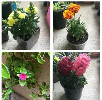 Household plants/succulents -low maintenence 1