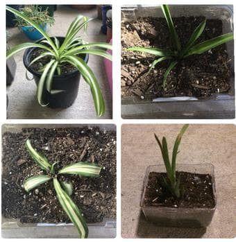 Household plants/succulents -low maintenence 2