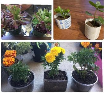 Household plants/succulents -low maintenence 3