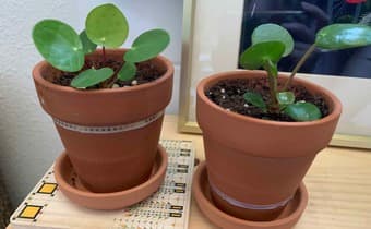 Cute plants for sale 1