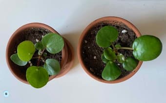 Cute plants for sale 2