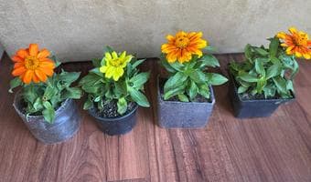 Plants on sale $2 onwards 1