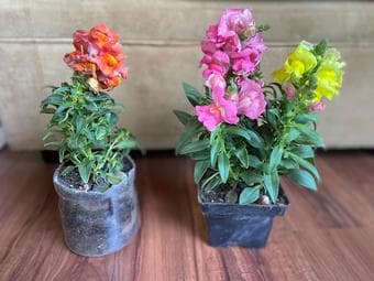 Plants on sale $2 onwards 2