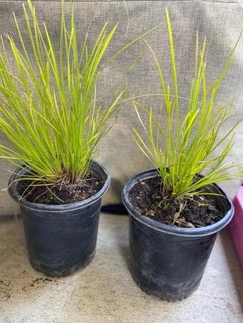 Plants on sale $2 onwards 3