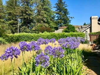 Studio with garden and private deck in Menlo Park (REDUCED PRICE) 1
