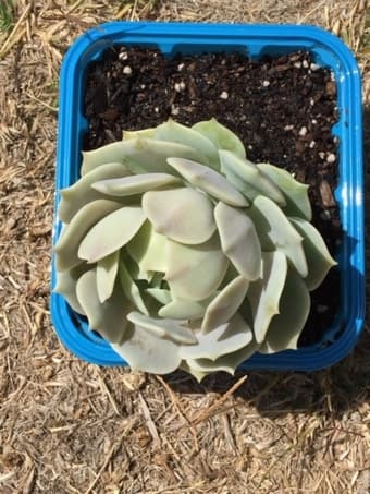Succulent plant 1