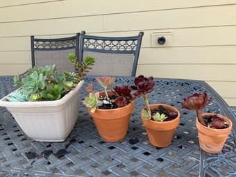 Need a plant to talk to ? 1