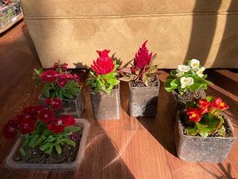 Flowering plants and succulents-Easy to grow and maintain 1