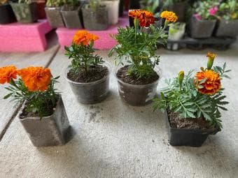 Flowering plants and succulents-Easy to grow and maintain 2