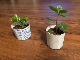 Plants (indoor/outdoor) easy to maintain-prices vary 1