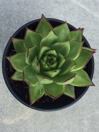 Beautiful Succulent plant for you 1