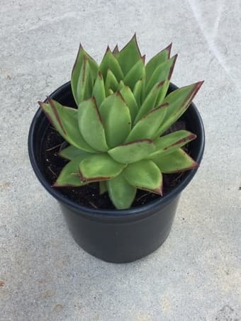 Beautiful Succulent plant for you 2