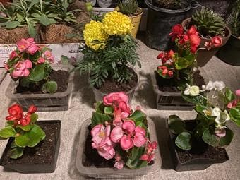 Plants for home decor-indoor/outdoor 1