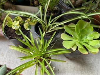 Plants for home decor-indoor/outdoor 2