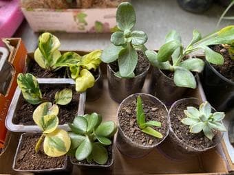 Plants for home decor-indoor/outdoor 3