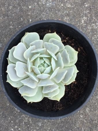 Succulent plant 1