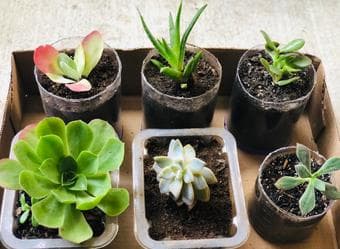 Plants/Succulents for sale 1