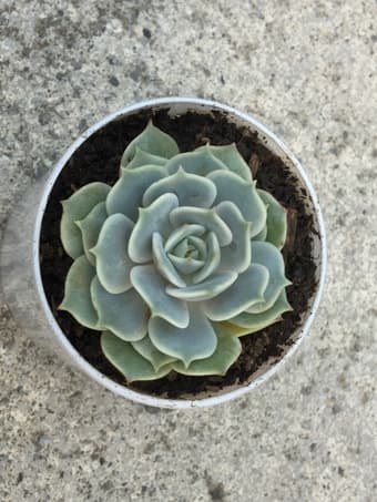 Beautiful plant  for sale 1