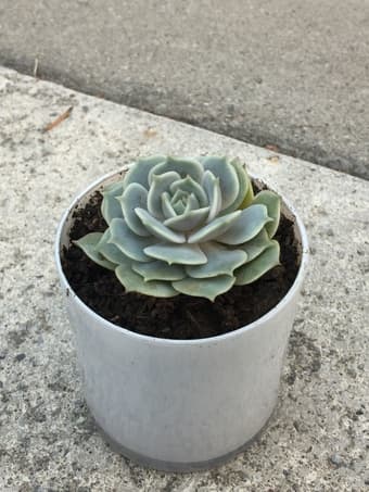 Beautiful plant  for sale 2