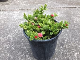 Flower for sale 2