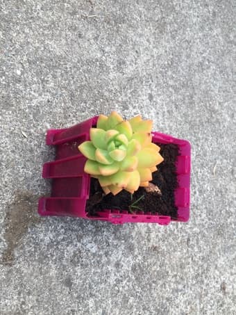 Flower for sale 1