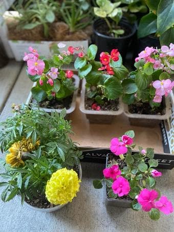 Plants for indoors/outdoor, low maintenance 1