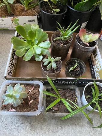 Plants for indoors/outdoor, low maintenance 3