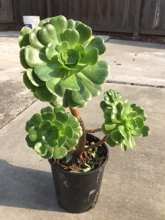Beautiful Succulent plant for you 1