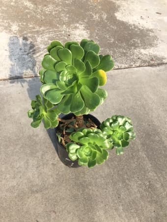 Beautiful Succulent plant for you 2