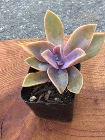 Flower for sale 2