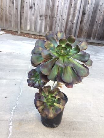 Beautiful Succulent plant for you 2