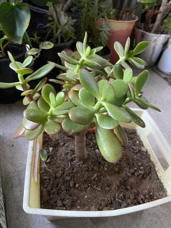 Low maintenance Plants for beginners/indoors/outdoors 1