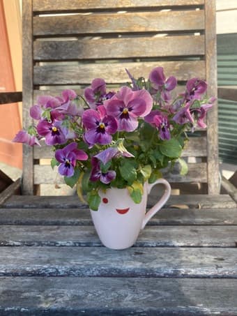 Purple Pansies for your garden 1