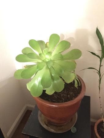 Plants-easy to care/indoors or outdoors 2