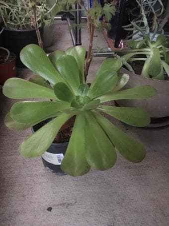 Plants-easy to care/indoors or outdoors 3