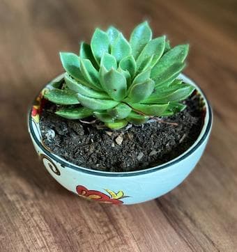 Succulents and houseplants in plastic/ceramic/customized clay planters 1