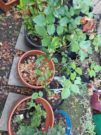 Plant pots and plants 2