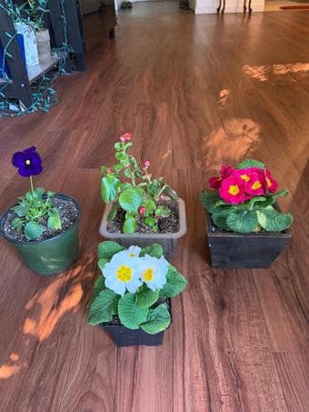 Plants-low maintenance for beginners and plant lovers 2