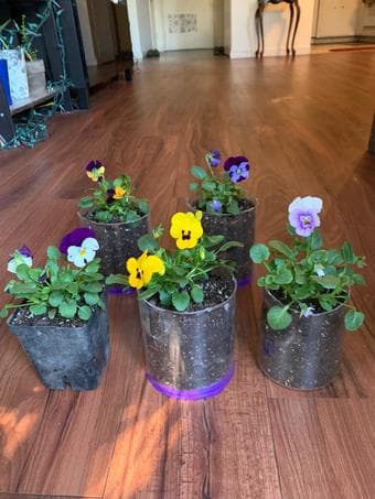 Plants-low maintenance for beginners and plant lovers 3
