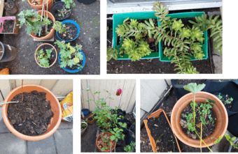 plant pots and plants of different price, negotiable 1