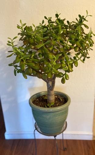 Jade tree in ceramic planter-home decor 1