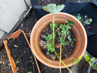Plant pots 2